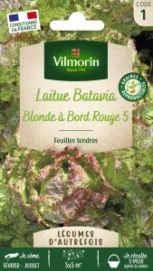 Laitue Batavia Blonde à Bord Rouge 5 - Légumes d'Autrefois